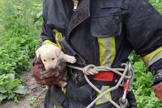 На Волині рятувальники спустились у 25-метровий колодязь, щоб витягнути цуценя