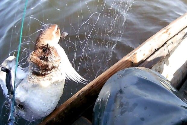 На Волині за тиждень викрили 15 порушень правил рибальства