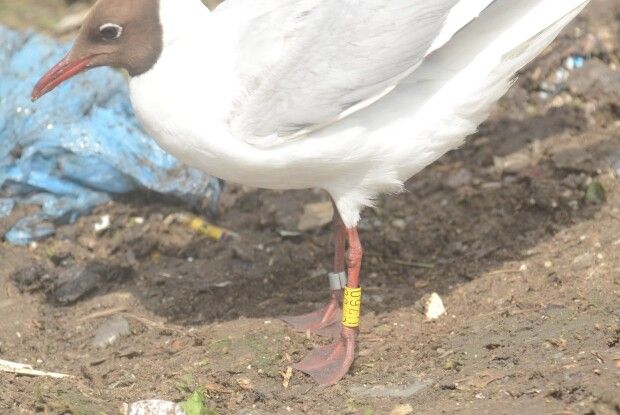 Мартин з Рівненського сміттєзвалища знову зимуватиме у Брюсселі (Фото)