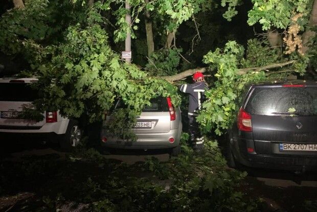 Буревій у Рівному: вночі дерево впало на три автівки (Фото)
