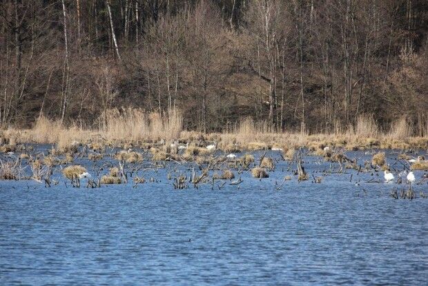 У Цуманській пущі провели моніторинг міграції птахів