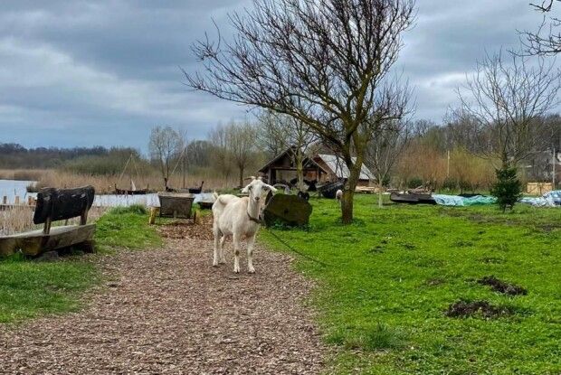 Господар помер: у рівненському парку житиме коза Джина, власник якої допомагав його створювати (Фото)