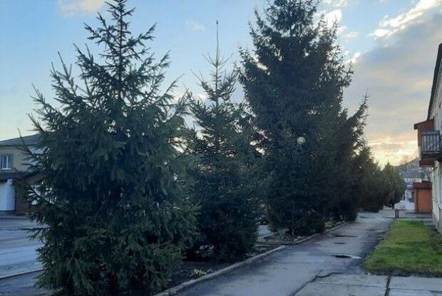 Горохівчан кличуть прикрашати ялинки