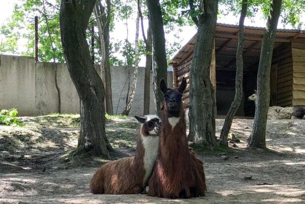 У Рівному співали Happy Birthday довгошиїй Ембер (Фото)