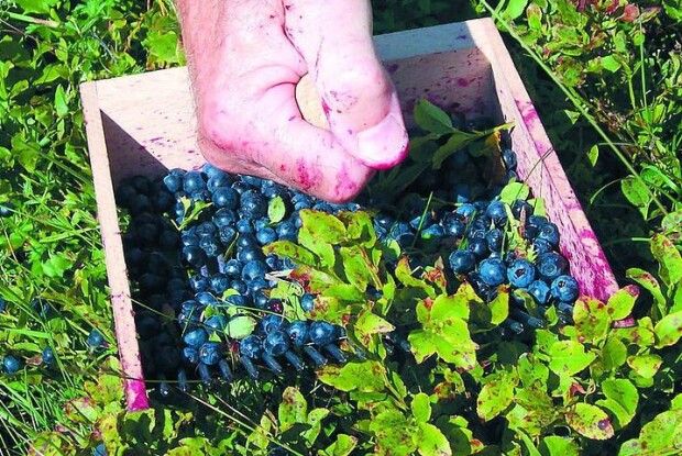 Які штрафи чекають на волинських збирачів чорниці