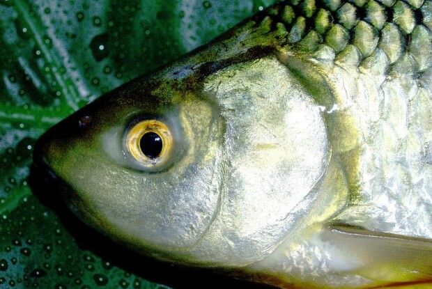 На Волині чоловік незаконно продавав рибу