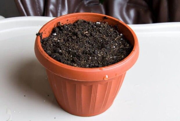 «Хто виростить найкрасивішу рослину, здобуде...»