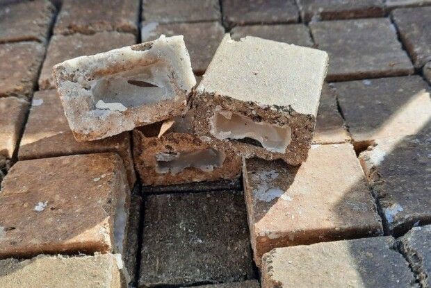 На Волині розкинуть приманки з вакциною для диких тварин проти сказу