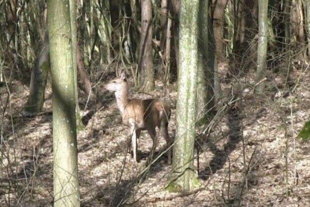 У Воротнівському лісництві - поповнення