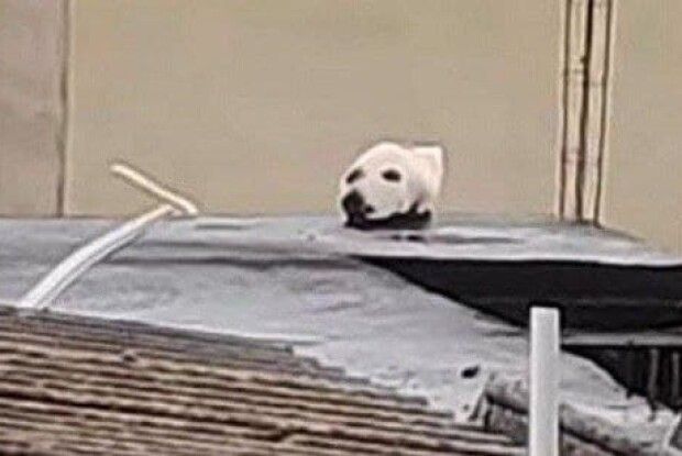 Голова собаки на даху налякала людей (Відео)