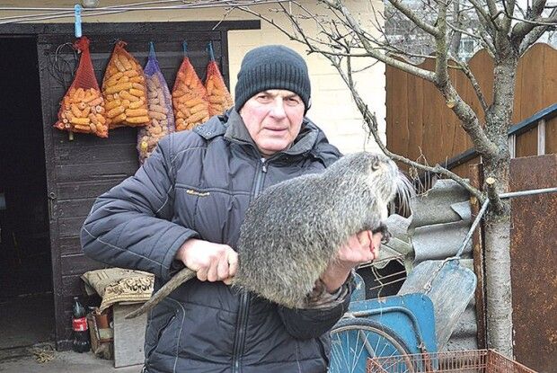Як годувати молодняк нутрій?