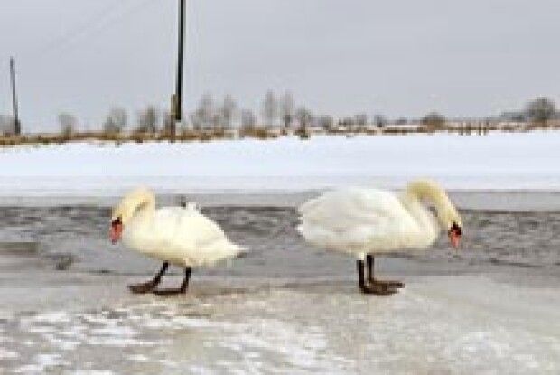 ФОТО НА КОНКУРС: і лебеді інколи сваряться…