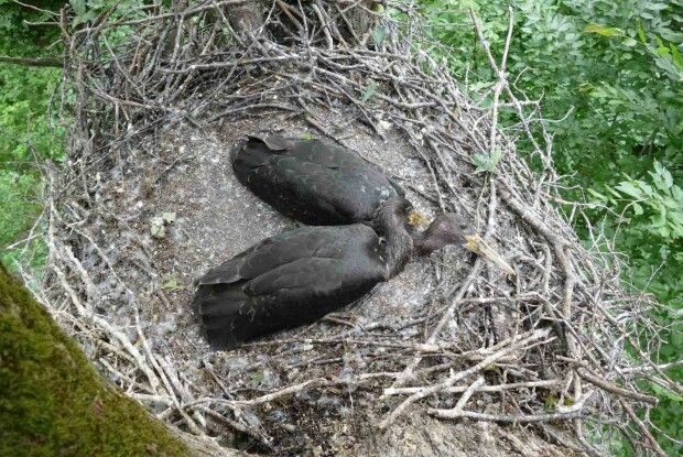 У нацпарку на Волині закільцювали пташенят рідкісного лелеки чорного (Фото)