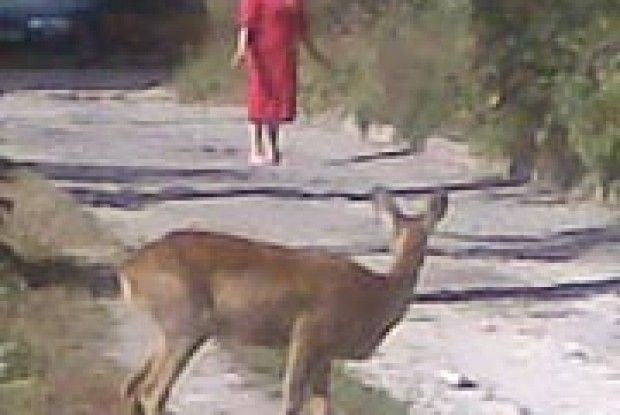 ВУЛИЦЕЮ МІСТА ГУЛЯЛА КОЗУЛЯ