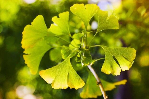 Місто на Волині отримало унікальний подарунок від небайдужого мешканця