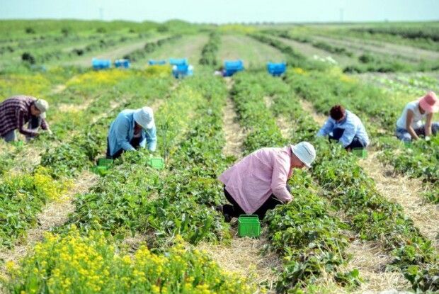 Заробітчани з України за п’ять років забезпечили 13% зростання економіки Польщі