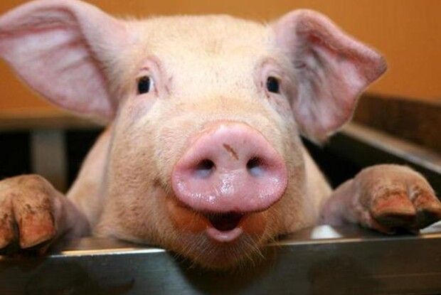 Волинянин хотів застрелити свиню, а влучив у знайомого 