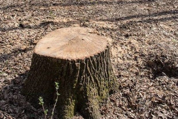 На Волині поліцейські по «гарячих слідах» вийшли на крадія… батьківського дуба