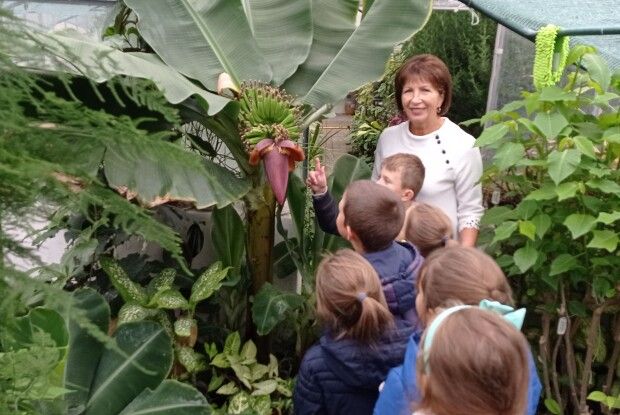 Як на Волині вирощують банани (Фото)