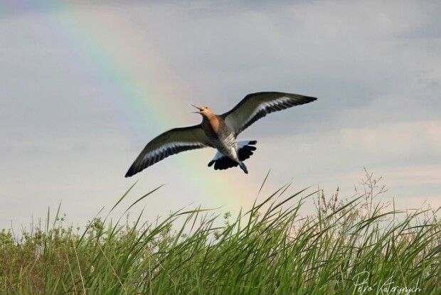 На Рівненщині фотомисливець клацнув грицика великого на тлі веселки