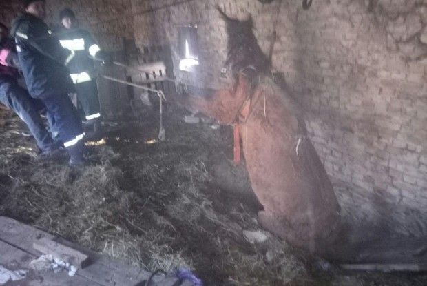 Рівненські бійці ДСНС врятували коня