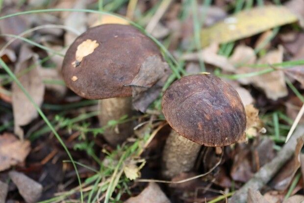Вражаюче пізнє цвітіння та багаті грибні місця: на Волині досліджували секрети Стоходу