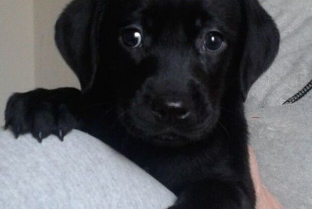 В Луцьку хоче познайомитися з хорошою людиною юна брюнетка: у придане обіцяють шампунь та мисочку (Фото)