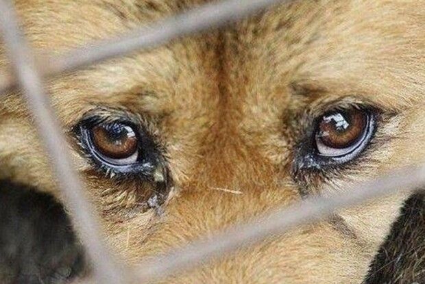 Рожищанин запхнув собаку у мішок і покалічив його