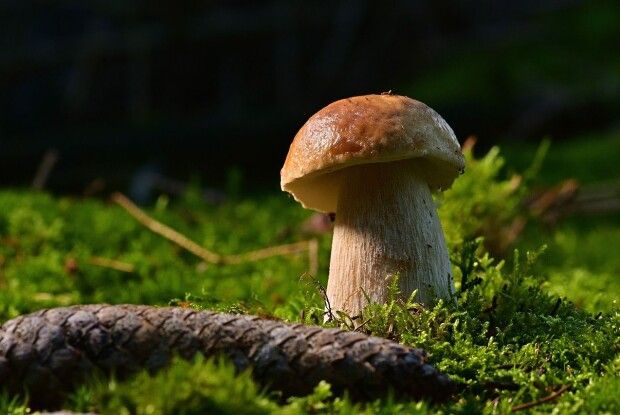 Волинян чекає бабине літо  чи то дідова осінь?