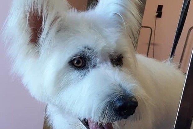 У Луцьку оголосили конкурс на кращого друга для чотирилапого блондина (Фото)