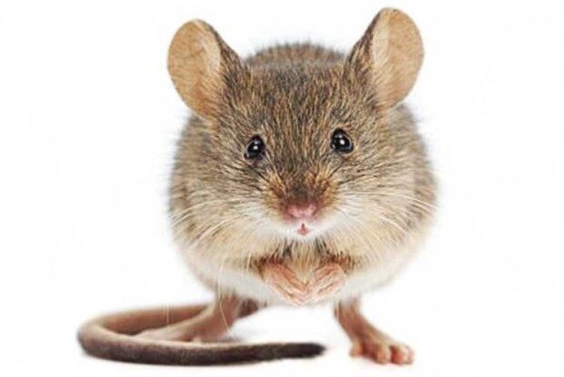 Мишей відвадить гіркий перець