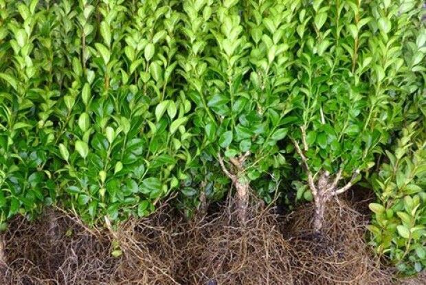 На Горохівщині жінка продавала самшит з… могил