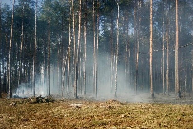 У лісництві на Волині горіли 65-річні соснові насадження
