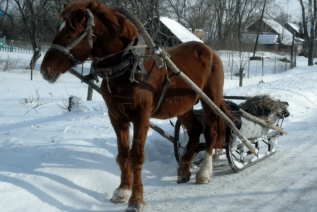 На Рівненщині поліцейські на санях везли бабусю в лікарню (Відео)