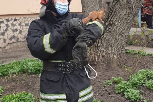 Бійці ДСНС врятували білочку