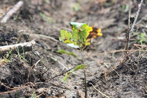 Зміна клімату: волинські лісівники експериментують із посадковим матеріалом