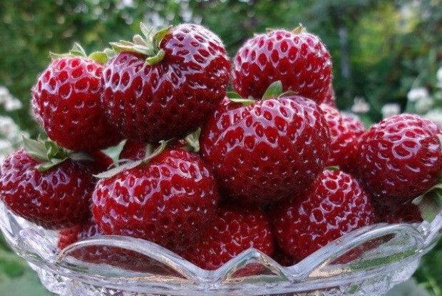 Грузинський фермер вирощує полуницю зі смаком ананасу