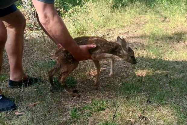 У Світязі ледь не втопилася козуля – її врятували фахівці нацпарку