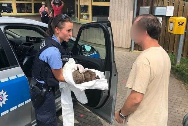 У Німеччині викликали поліцію до парочки їжачків, які «вдули» пляшку лікеру просто на дитячому майданчику
