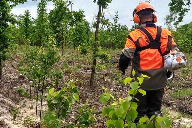 Яку роботу волинські лісівники називають ювелірною