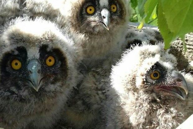 На Рівненщині фотомисливцю вдалося «клацнути» вухатих совенят (Фото)