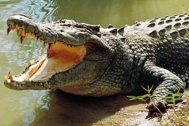 У Мексиці натовп кинув ґвалтівника у вольєр з крокодилами 