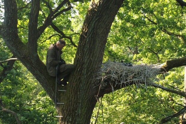 У нацпарку на Волині на червонокнижного лелеку одягли передавач