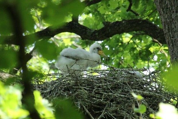 Волинський фотомисливець клацнув пташеня рідкісного і дуже обережного птаха