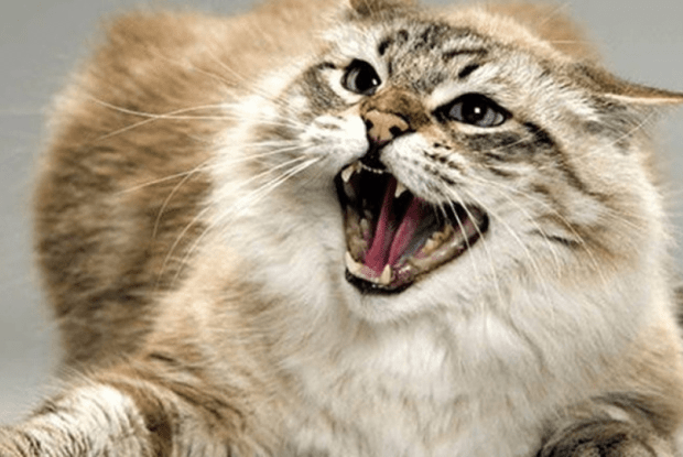 Небезпека поруч: на Рівненщині зафіксовано нові випадки сказу у домашніх тварин