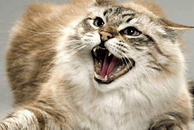 У селі на Волині підтвердили сказ у бродячого кота