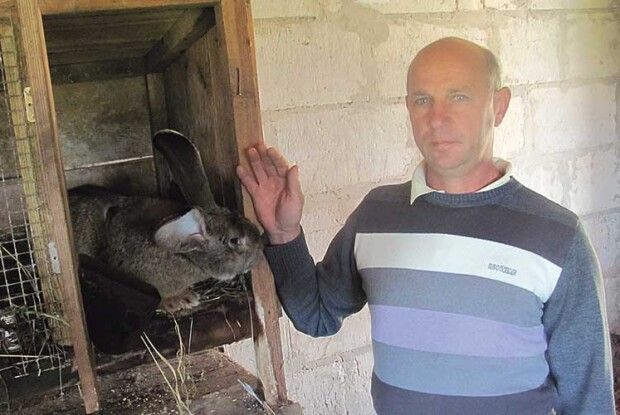 «Кролицю на плем’я тримаю біля матки до 4 місяців»