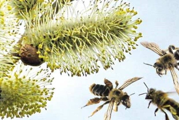 ВІКНО РУБРИКИ: вербових котиків весняна ніжність