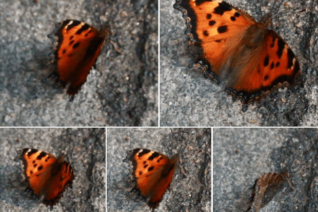 А Київ заполонили… метелики!