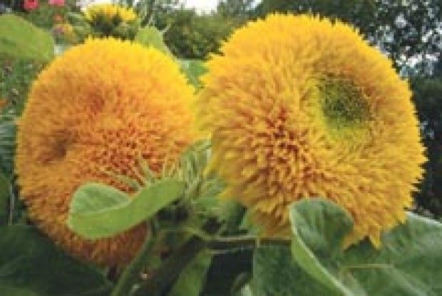 ЗАМОРСЬКА ГОСТЯ СТАЛА РІДНОЮ